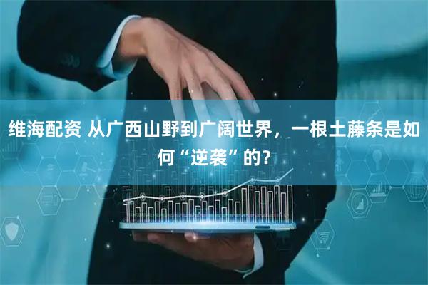 维海配资 从广西山野到广阔世界，一根土藤条是如何“逆袭”的？